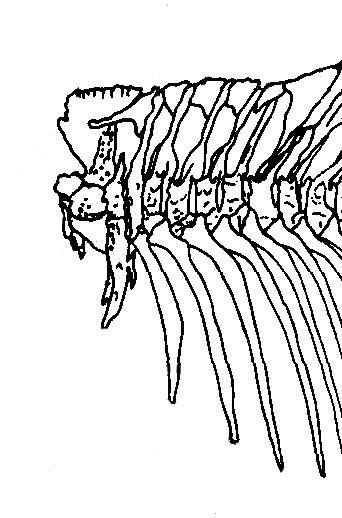 Modifikace prvých hrudních obratlů u Cypriniformes Weberův aparát Spina neuralis 3. obratle Neurapophyses 2. obratle Neurapophyses 3.