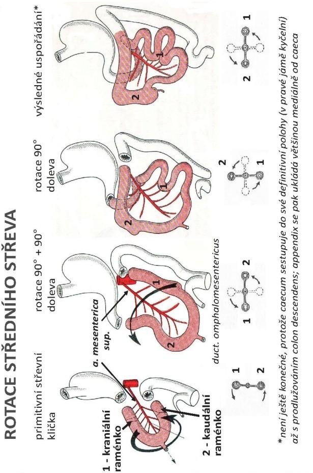 deriváty středního střeva: tenké střevo (mimo horní část duodena), caecum, appendix, colon ascendens a 2/3 colon transversum jsou zásobovány z a. mesenterica sup.