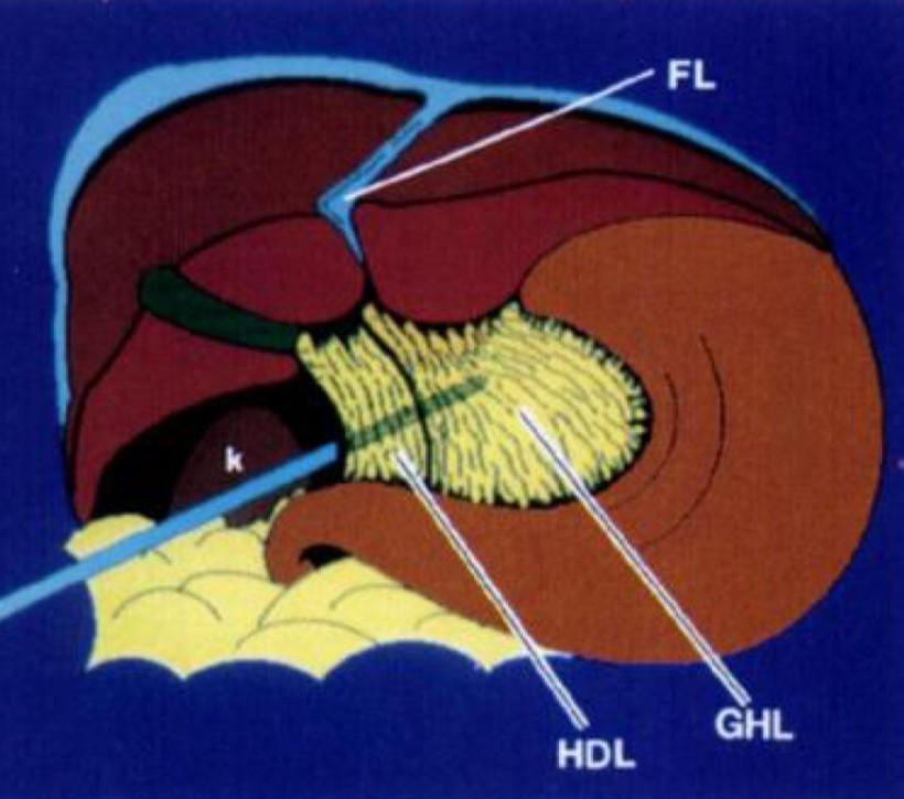 Malé omentum lig. hepatogastricum lig.