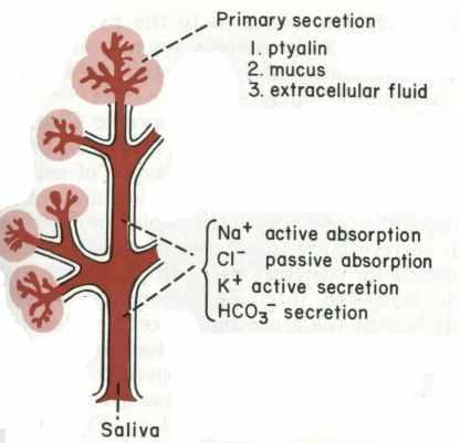 Sliny mechanismus sekrece I. 1. acinózní: primární slina, koncentrace iontů velmi podobná ECT 2.