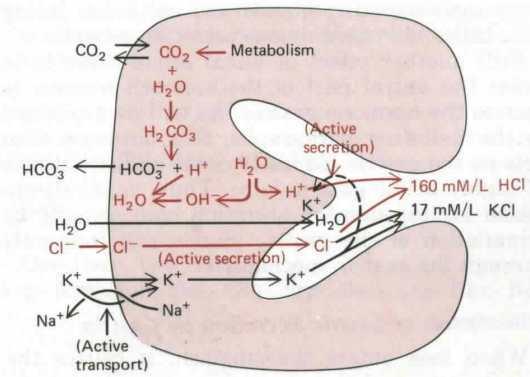 Mechanismus sekrece HCl II. 4.