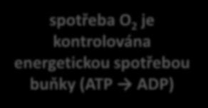 Spotřeba O 2 Pokud je pto 2 > 1 mmhg spotřeba závisí jen na koncentraci