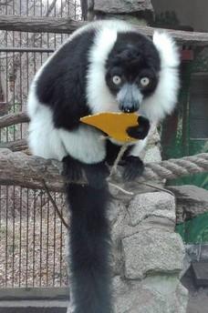 Enrichment v ZOO Bratislava Našim zvieratám