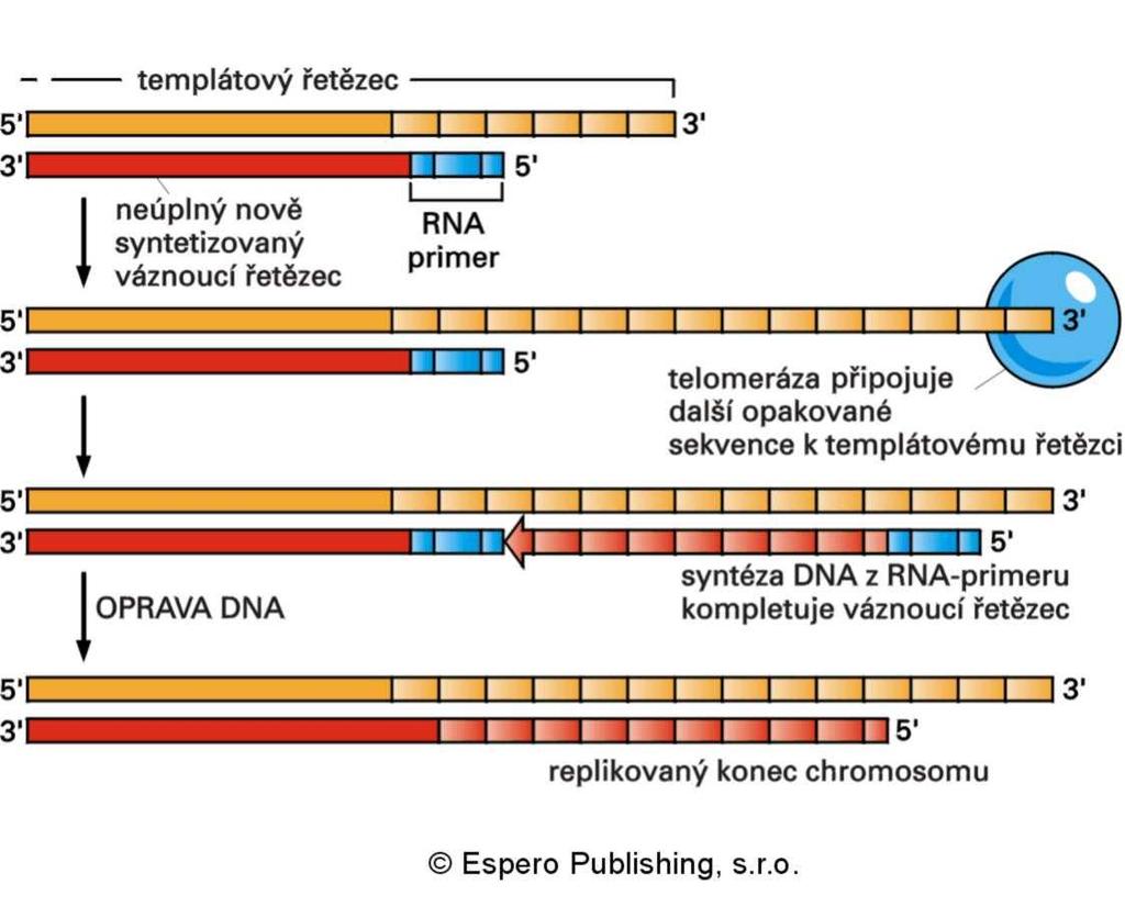 dokončení syntézy DNA na