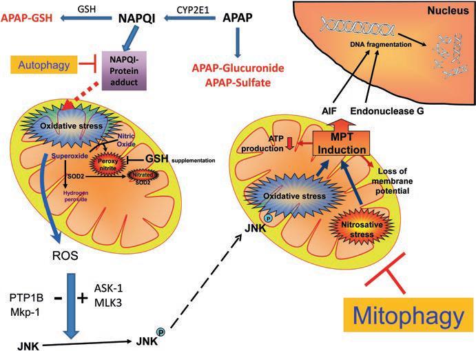 Intracelulární mechanismus toxicity hepatotoxicita nefrotoxicita kardiotoxicita pankreatotoxicita AKI ATN < 2% všech pacientů 5 % při hepatopatii 10 % závažné otravy až 53 % při akutním selhání jater