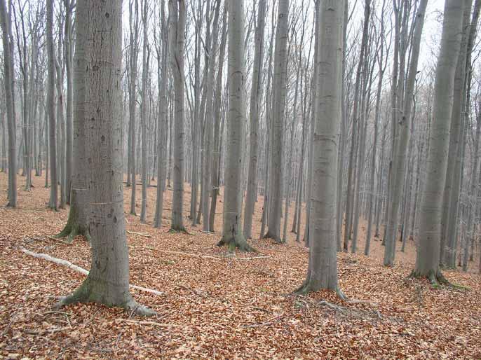 Struktura (skladba) - lesních porostů Druhové složen ení porostů O druhovém m složen ení lesa rozhoduje příslup slušnost stromů k botanickému druhu.