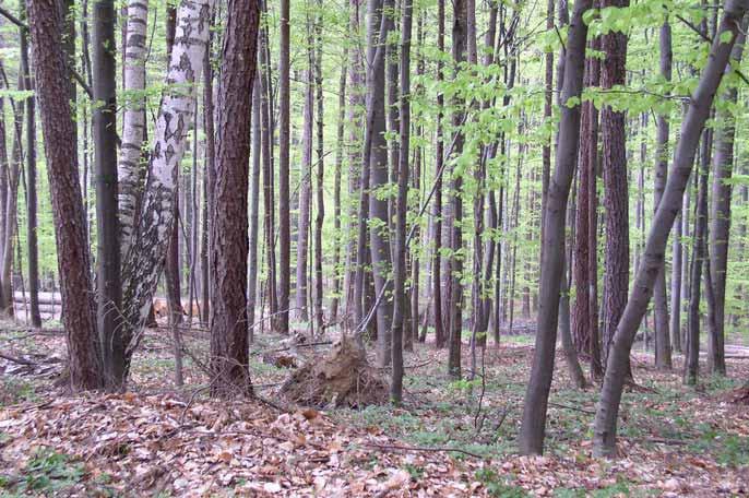 Porost ve kterém m je více v dřevin d evin je porost smíš íšený (nestejnorodý), plošný podíl l dřeviny d ve smíš íšeném porostu je zastoupení dřeviny.
