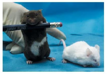 duhovka, bílá kučera; odpovídá myšímu homolognímu genu Mitf,