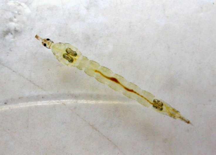 Chaoborus Culicidae v ČR 43 druhů vodních, larvy