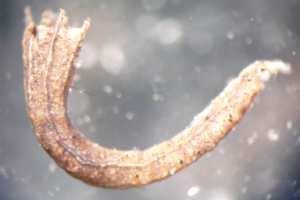 Chironomidae CHIRONOMIDAE -