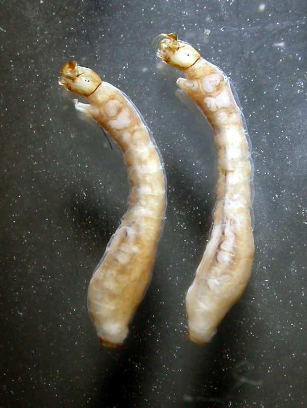Simuliidae Muchničkovití ANISOPODIDAE Stružilkovití v ČR 5 druhů,