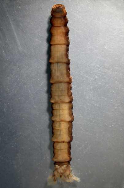 Tipula obscuriventris