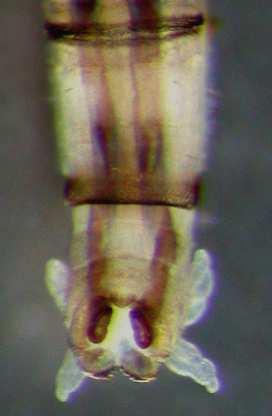 Scleroprocta sp.