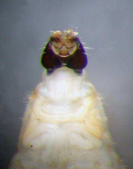 Ptychoptera lacustris