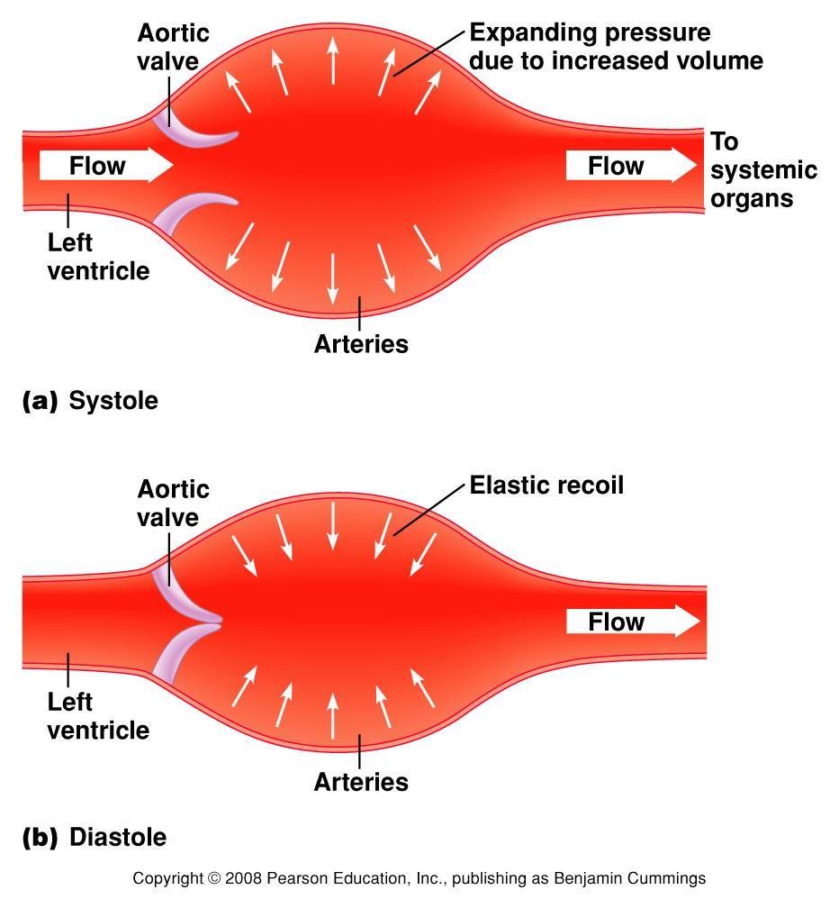 Aorta