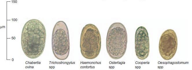 Paraziti skotu Strongylida (Nematodirus,