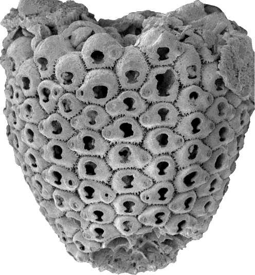 Bryozoa