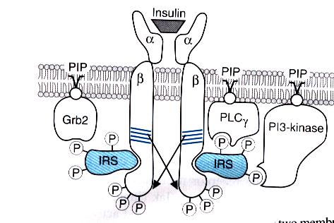b) Receptory s tyrosinkinasovou aktivitou Rodina membránových receptorů s tyroxinkinasovou aktivitou je tvořena receptory pro růstové faktory a inzulin.