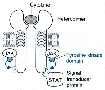 PH domény Aktivovaná PI3-kinasa Fosforylace a aktivace PK B pomocí PDK 1 Disociace Aktivní PK B Do podrodiny receptorů s tyrosinkinasovou aktivitou patří dále např.