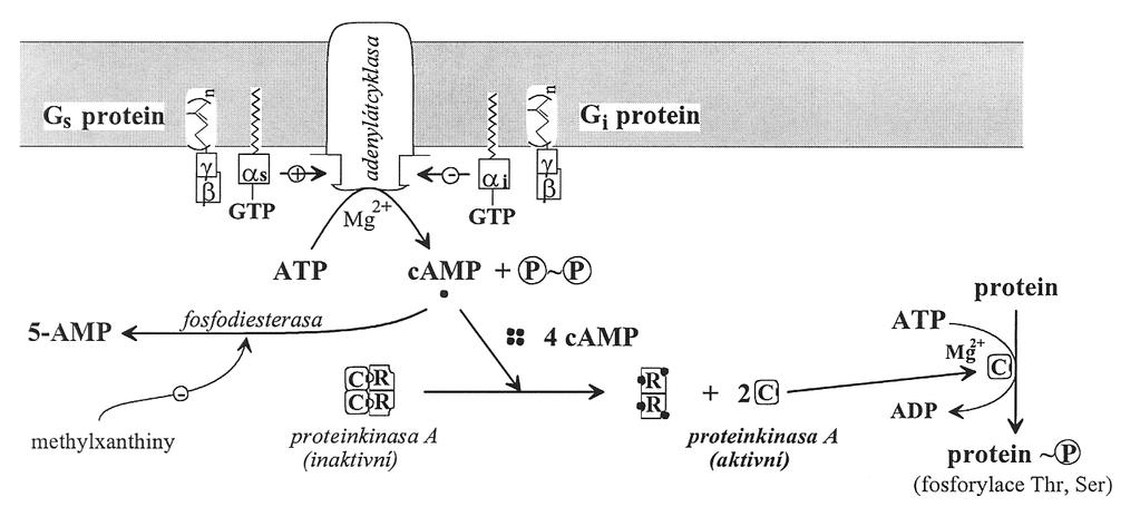 Je popsáno velké množství heterotrimerních G-proteinů, které jsou klasifikovány na základě struktury a funkce jejich α-podjednotky.