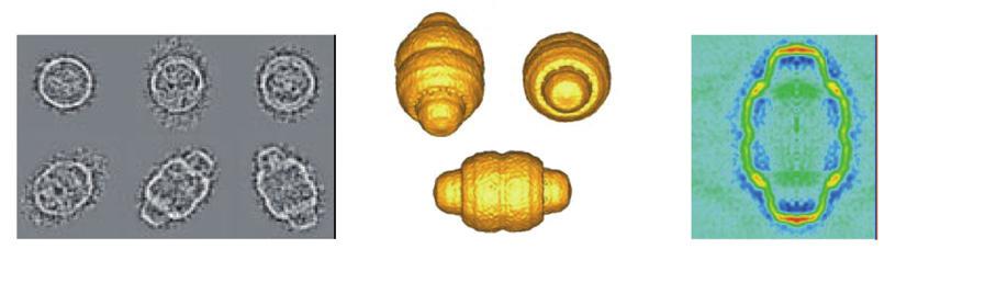 VAULTS Duté ribonukleopartikule (70x40 nm, 13 MDa) VAULTS dynamické kargo mezi jádrem a cytosolem VAULTS - 3 proteiny a několik nekódujících RNA Hlavní složka: MVP/LRP (major vault protein, lung