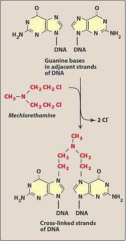 Mechanismus účinku alkylačních látek Vznik INTERSTRAND Mechanism (meziřetězcového) of intramolecular bridging crosslinku of DNA by