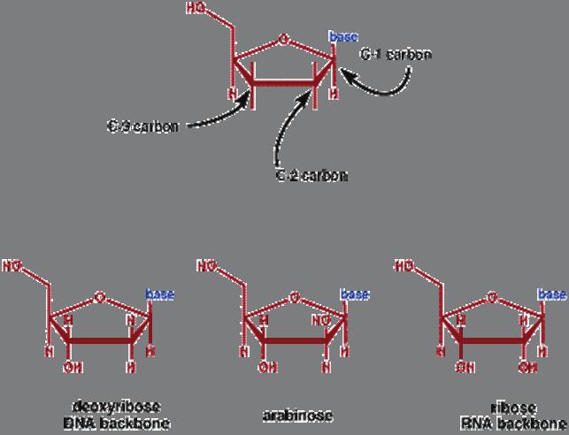 (DEOXY)