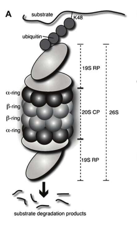 Bortezomib (Velcade, dipeptidový derivát kyseliny