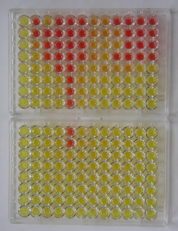 Úkol 9: Citlivost biofilmpozitivních mikrobů k ATB zákal/žluté důlky znamenají růst mikrobů Kontrola růstu PEN OXA AMS CMP