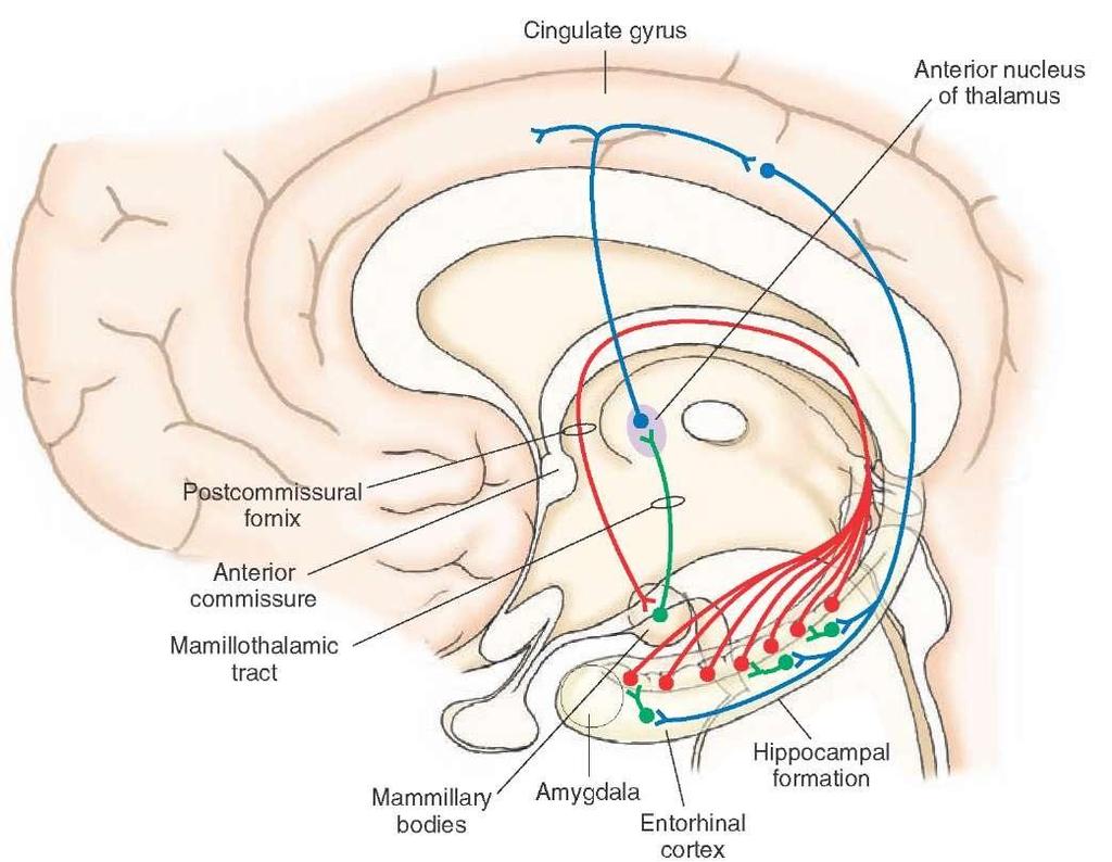 Neurony směru hlavy anatomie subiculum,