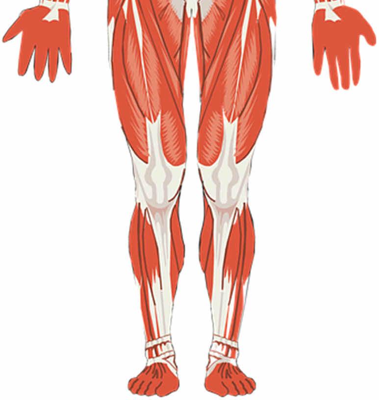 Některé svaly uvnitř těla neovlivňujeme, např. srdeční sval. 1. Pojmenuj svaly podle částí těla. zdvihač hlavy NÍ sval př.