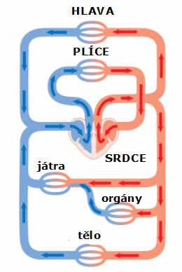 Nejdelší a největší tepna v těle se jmenuje aorta. V plicích se krev okysličuje. 1. Doplň slova do obrázku. (= červené cévy) (= modré cévy) Jak krev obíhá?