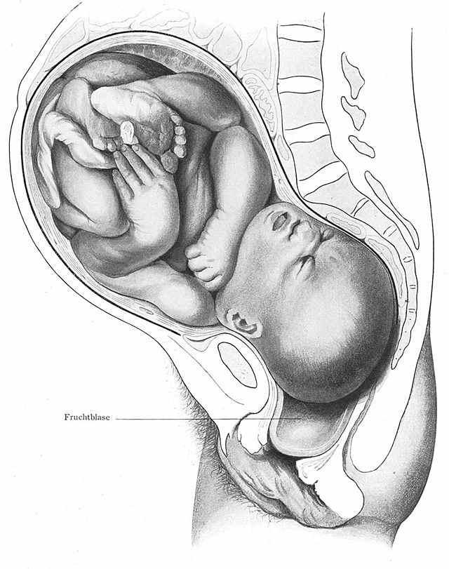 6. ROZMNOŽOVACÍ SOUSTAVA Autorky: Milena Doleželová, Zuzana Janoušková Žena má pohlavní orgány vaječníky vajíčka., kde dozrávají pohlavní buňky Muž má pohlavní orgány varlata 1.