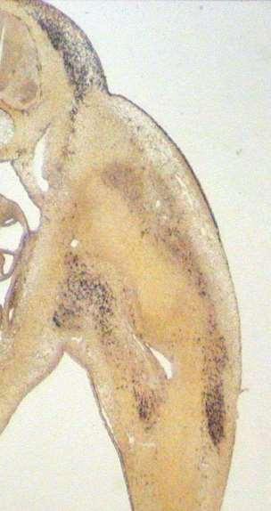Experimentální embryologie