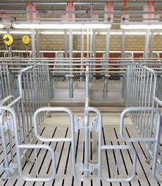 Eroscentrum Se separátním kotcem pro kance a individuálními stáními Eroscentrum je výchozím bodem produkce zdravých, vitálních selat.