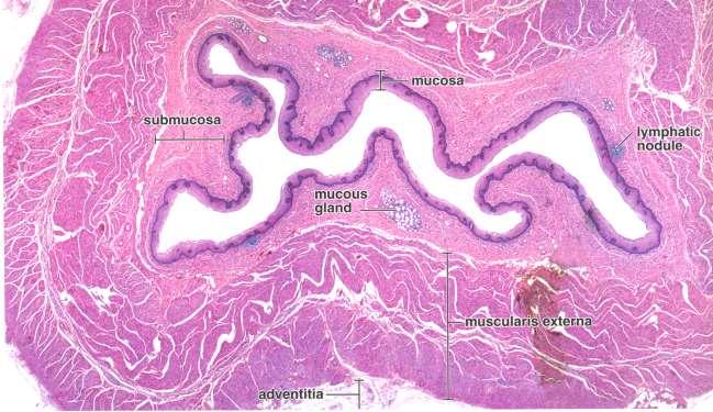 Jícen (Oesophagus) - Mukóza - nekeratinizovaný vrstevnatý dlaždicový epitel protektivní funce (mechanická odolnost) - L.