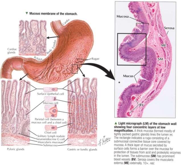 Žaludek (Ventriculus, Gaster) - obecná stavba dutého orgánu - anatomické