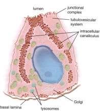 bazofilní cytoplasma, RER, pepsinogenní granula Krycí - HCl - přechod krčku a těla - eosinofilní cytoplasma,