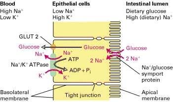 Transport a resorpce koncentrační gradienty Transport of glucose from intestinal lumen to blood stream Na + /K + ATPase - basolateral surface - concentration gradient Na + and K + K