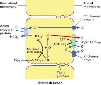 stomach fluid by parietal cells Apical membrane - H + /K + ATPase + Cl a K + canals Basolateral membrane anion antiporter HCO 3 and Cl ions Combined activity of ion channels a cells