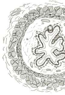 Submukóza (Tela submucosa) Lumen Mucosa Submucosa Muscularis