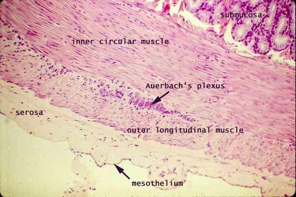 Muscularis externa - dvě vrstvy hladkého svalstva (vnitřní cirkulární, vnější longitudinální) -