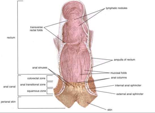Rektum a anální kanál - Pars pelvina - plicae transversae recti - histologická stavba shodná se stavbou tlustého střeva - Canalis analis Anulus hemorhoidalis mizí L.