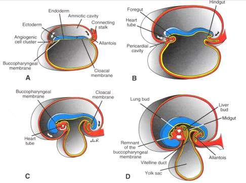Vývoj trávicí trubice trávicí trubice vzniká v důsledku cefalokaudální a laterální flexe embrya primitivní střevo (endoderm) ústní