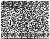 Mukóza (Tunica mucosa) - Lamina epithelialis mucosae - charakter epitelu určený funkcí daného oddílu