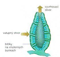 Fylogenéza živočíchov vznik dvojlistovcov blastoporus Niektoré živočíchy končia vývoj