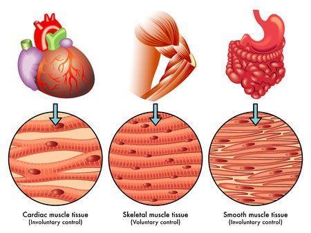 Pohybová sústava Typy svalov hladké srdcový priečne pruhované biele červené