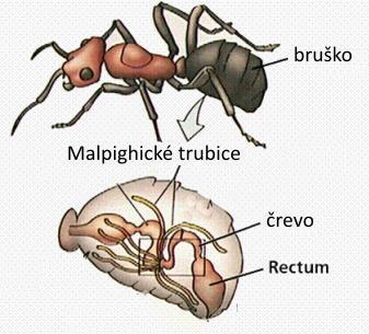 Malpighiho trubice Malpighiho trubice sú slepo ukončené trubice, ktoré zbierajú odpad z tkanív a