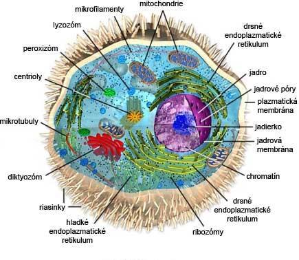 Stavba živočíšnej bunky Bunky všetkých živočíchov sú eukariotické!
