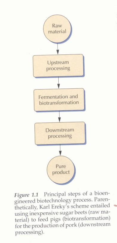 Typický biotechnologický proces pro získání čistého